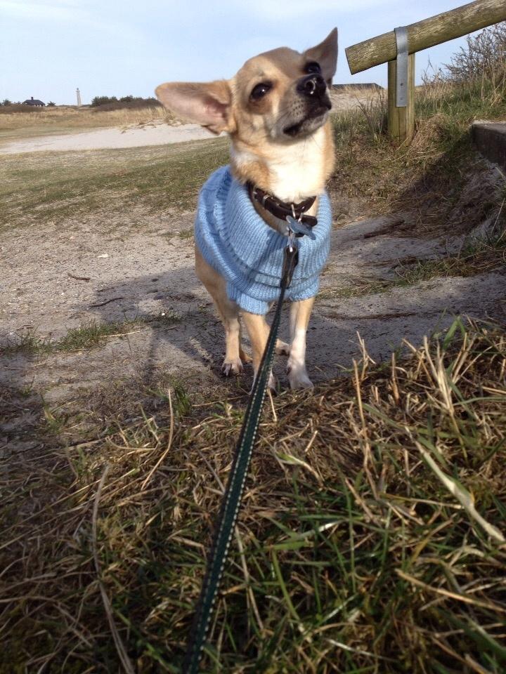 Chihuahua Buster billede 1