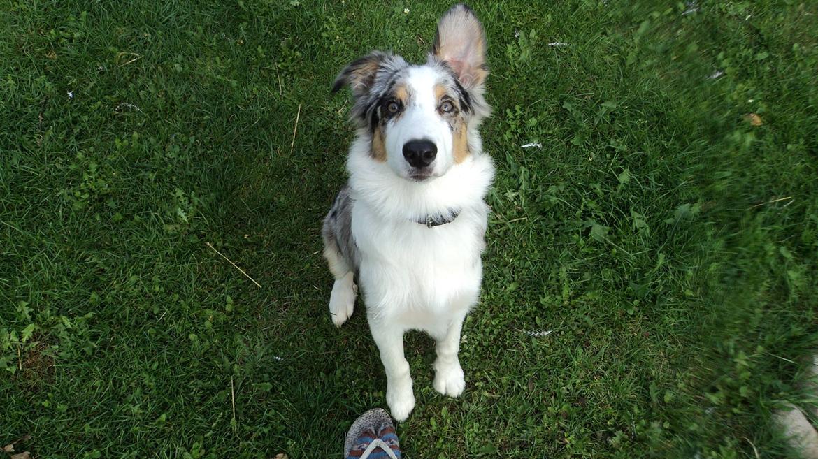 Australian shepherd Louis billede 3