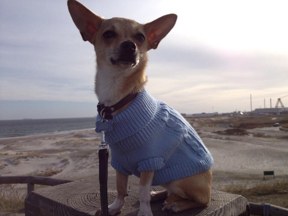 Chihuahua Buster billede 2