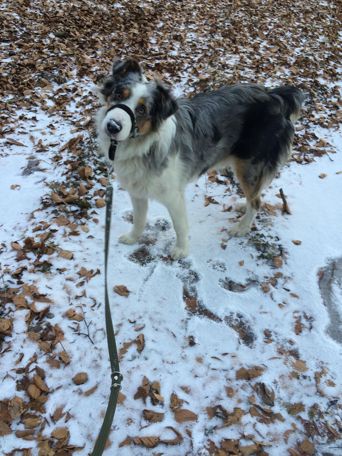 Australian shepherd Louis billede 4