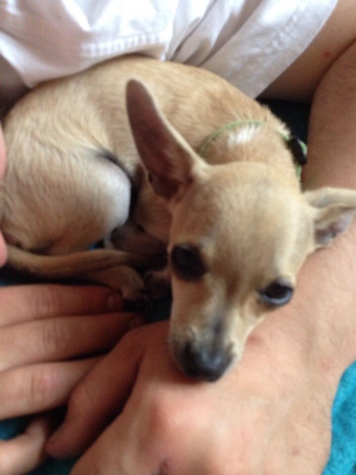 Chihuahua Buster billede 4