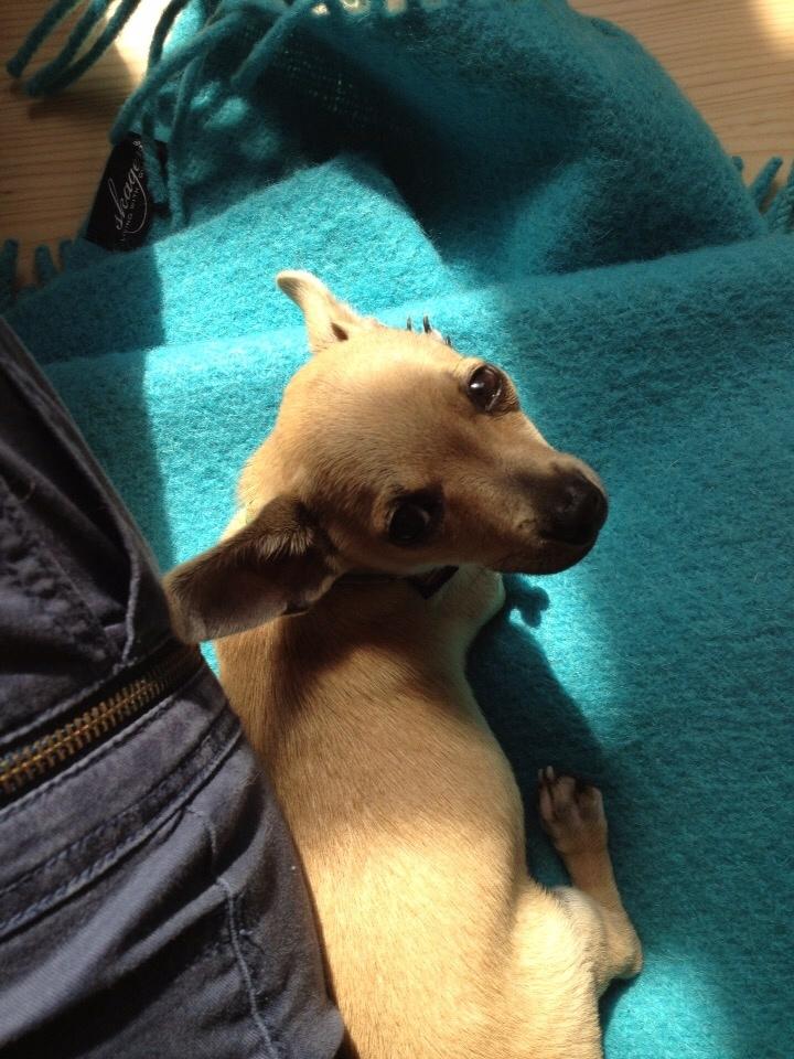 Chihuahua Buster billede 3