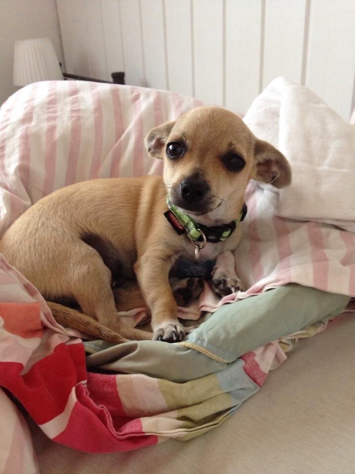 Chihuahua Buster billede 5