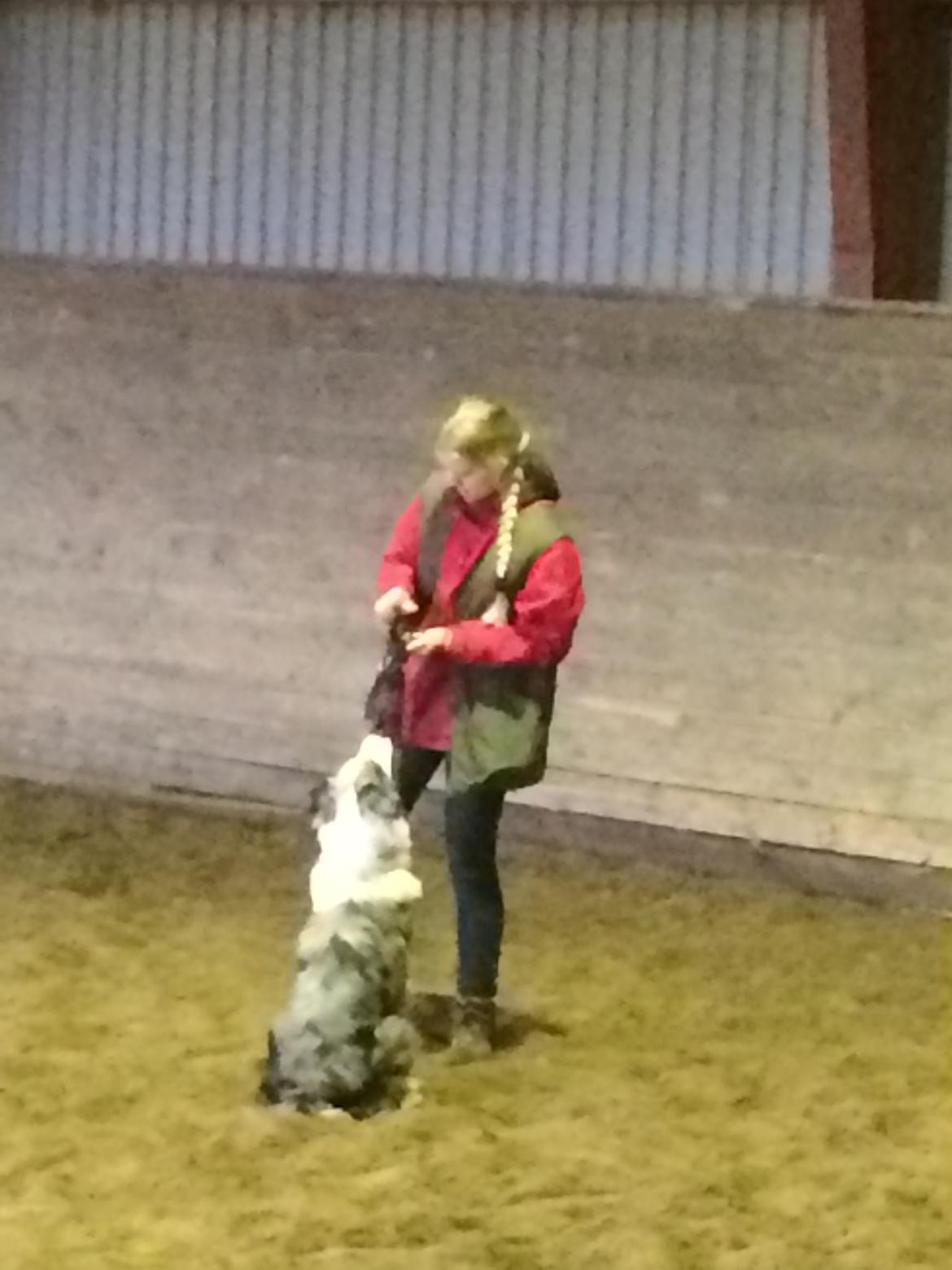 Australian shepherd Louis billede 5