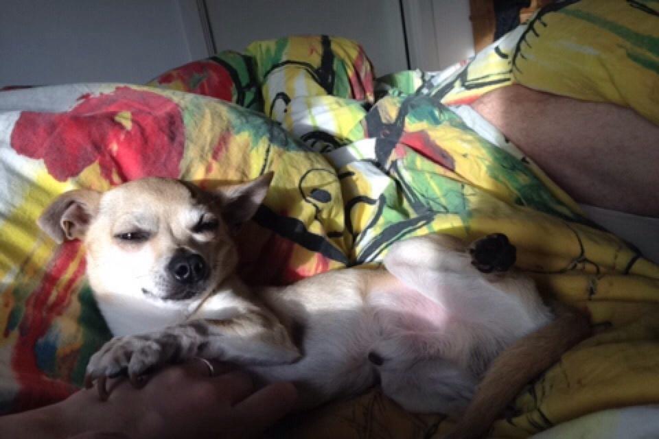 Chihuahua Buster billede 6