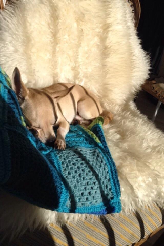 Chihuahua Buster billede 9