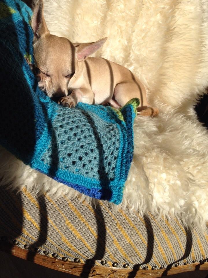 Chihuahua Buster billede 8