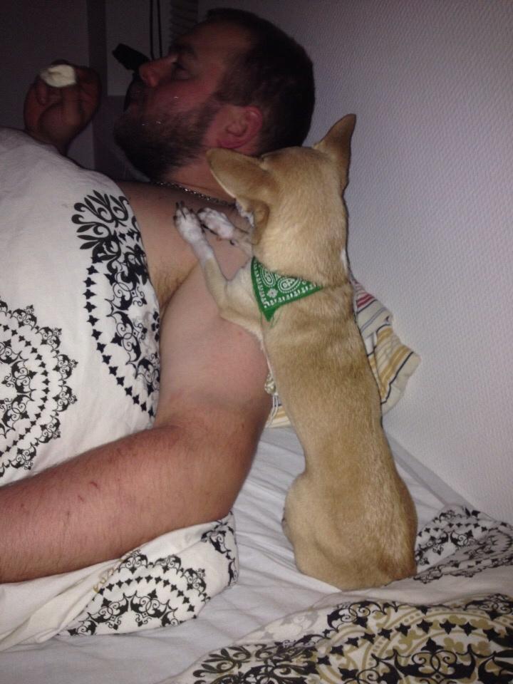 Chihuahua Buster billede 10