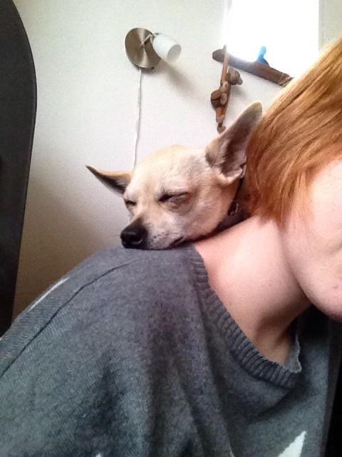 Chihuahua Buster billede 12