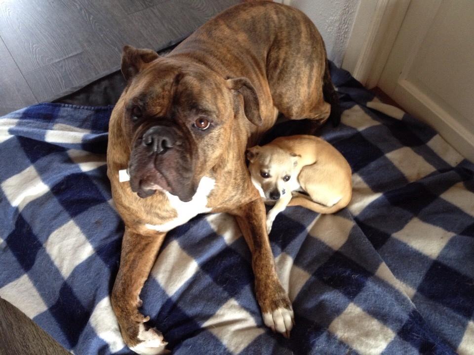 Chihuahua Buster billede 13