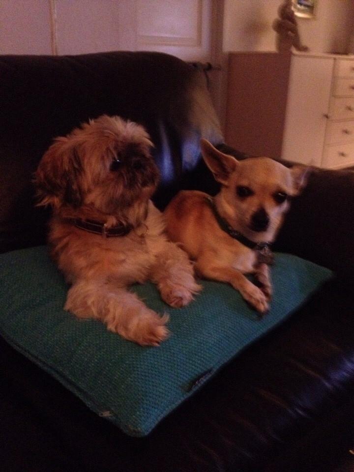 Chihuahua Buster billede 15