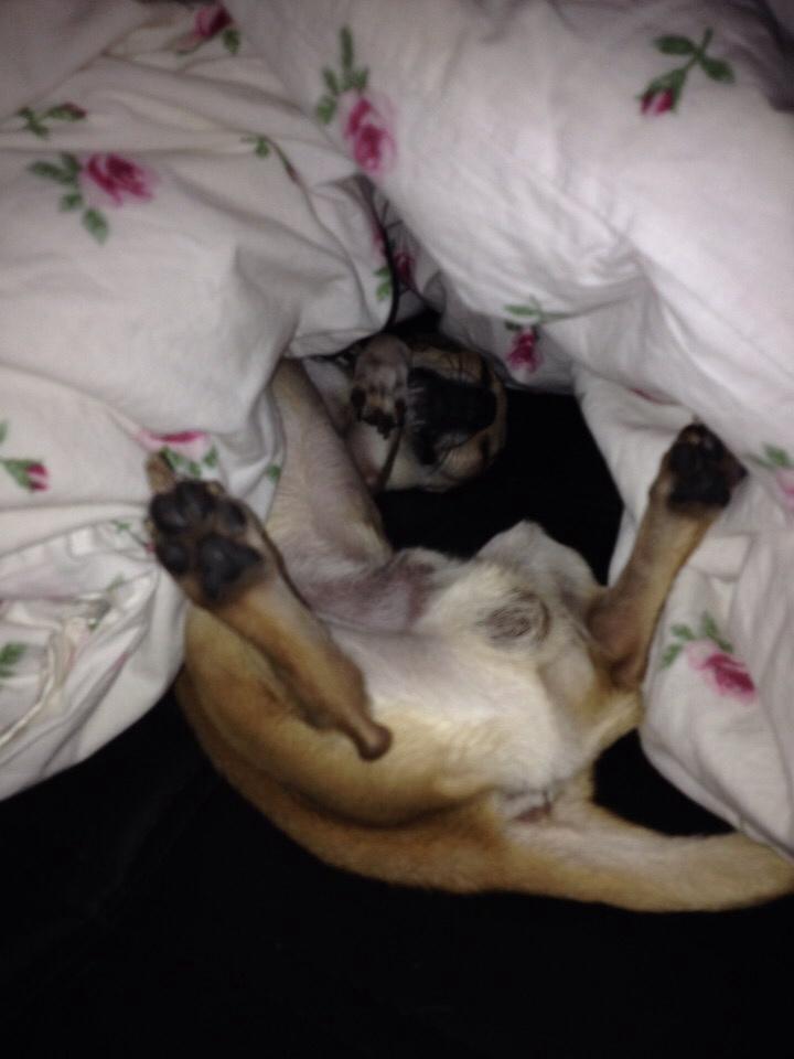 Chihuahua Buster billede 18