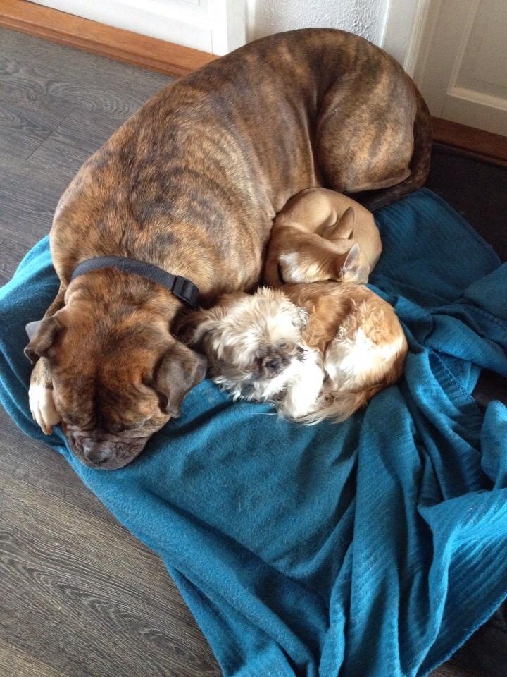 Chihuahua Buster billede 17