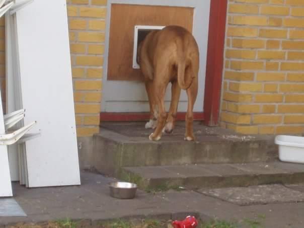 Blanding af racer Freja Godlike - Himmelhund - billede 21