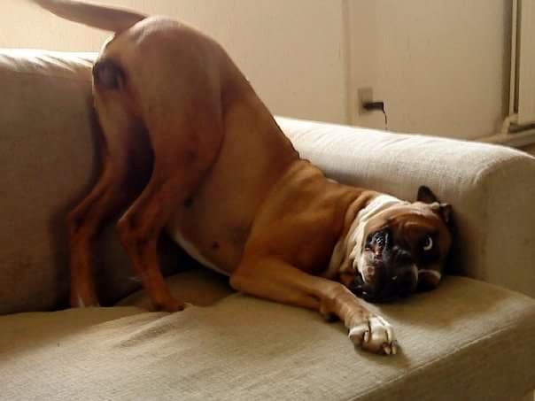 Blanding af racer Freja Godlike - Himmelhund - - Freja fjoller  billede 22