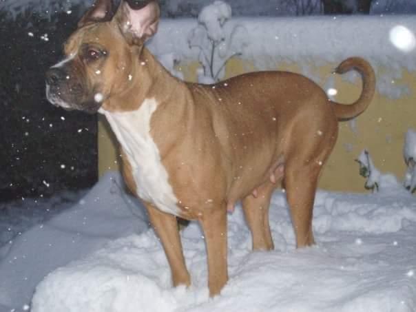 Blanding af racer Freja Godlike - Himmelhund - billede 23