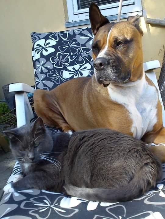 Blanding af racer Freja Godlike - Himmelhund - - Bedste venner gennem 10 år billede 24