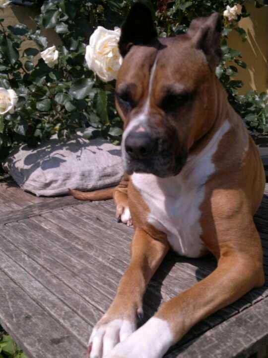 Blanding af racer Freja Godlike - Himmelhund - billede 25