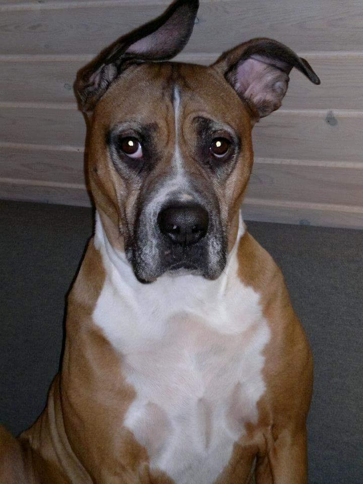 Blanding af racer Freja Godlike - Himmelhund - billede 26