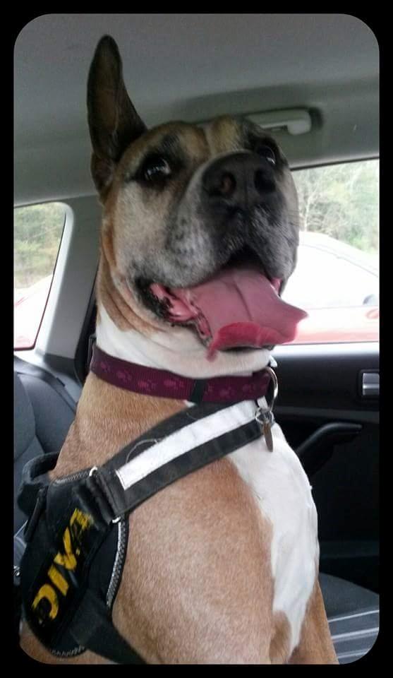 Blanding af racer Freja Godlike - Himmelhund - - Freja efter besøg hos dyrlægen billede 27