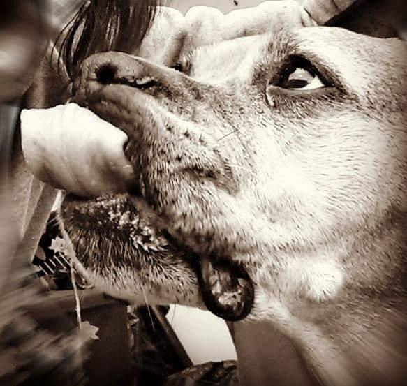 Blanding af racer Freja Godlike - Himmelhund - billede 28