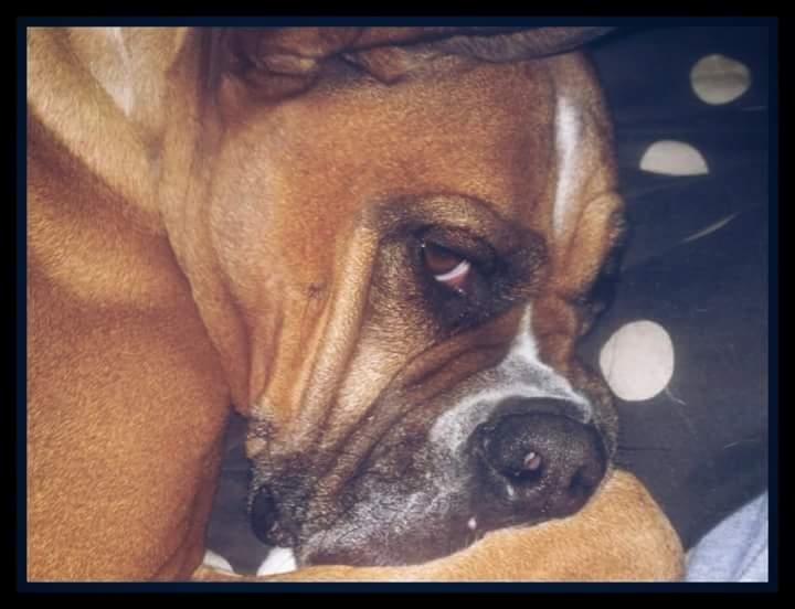 Blanding af racer Freja Godlike - Himmelhund - billede 29