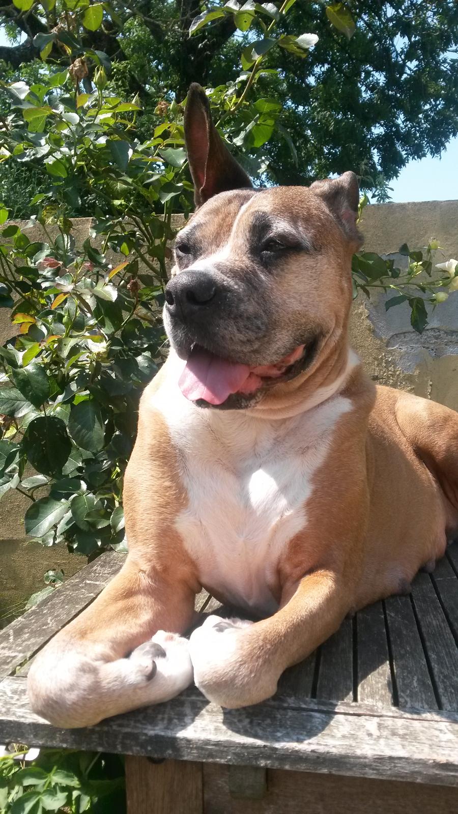 Blanding af racer Freja Godlike - Himmelhund - billede 30