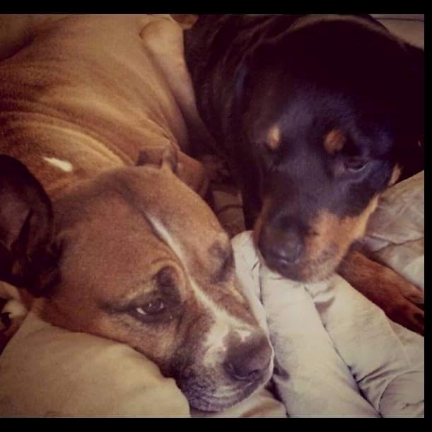 Blanding af racer Freja Godlike - Himmelhund - billede 31