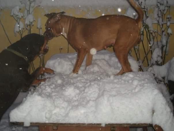 Blanding af racer Freja Godlike - Himmelhund - billede 32