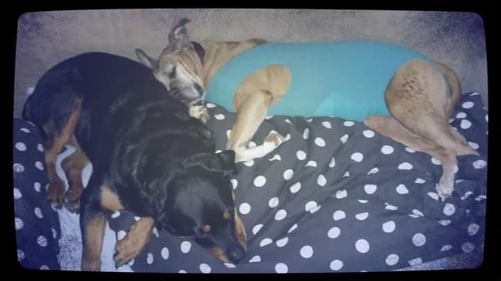 Blanding af racer Freja Godlike - Himmelhund - - Freja er blevet opereret for brystkræft  billede 34