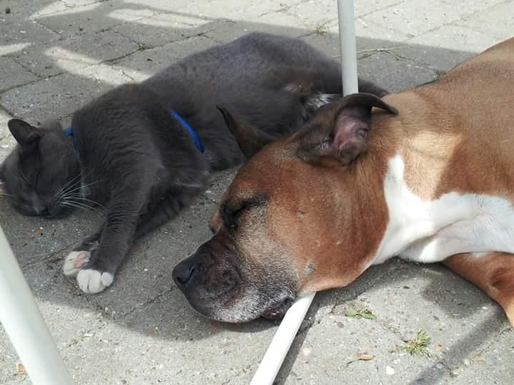 Blanding af racer Freja Godlike - Himmelhund - billede 35