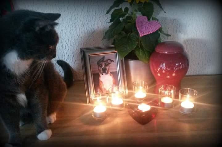 Blanding af racer Freja Godlike - Himmelhund - - I hjertet gemt og aldrig glemt billede 36