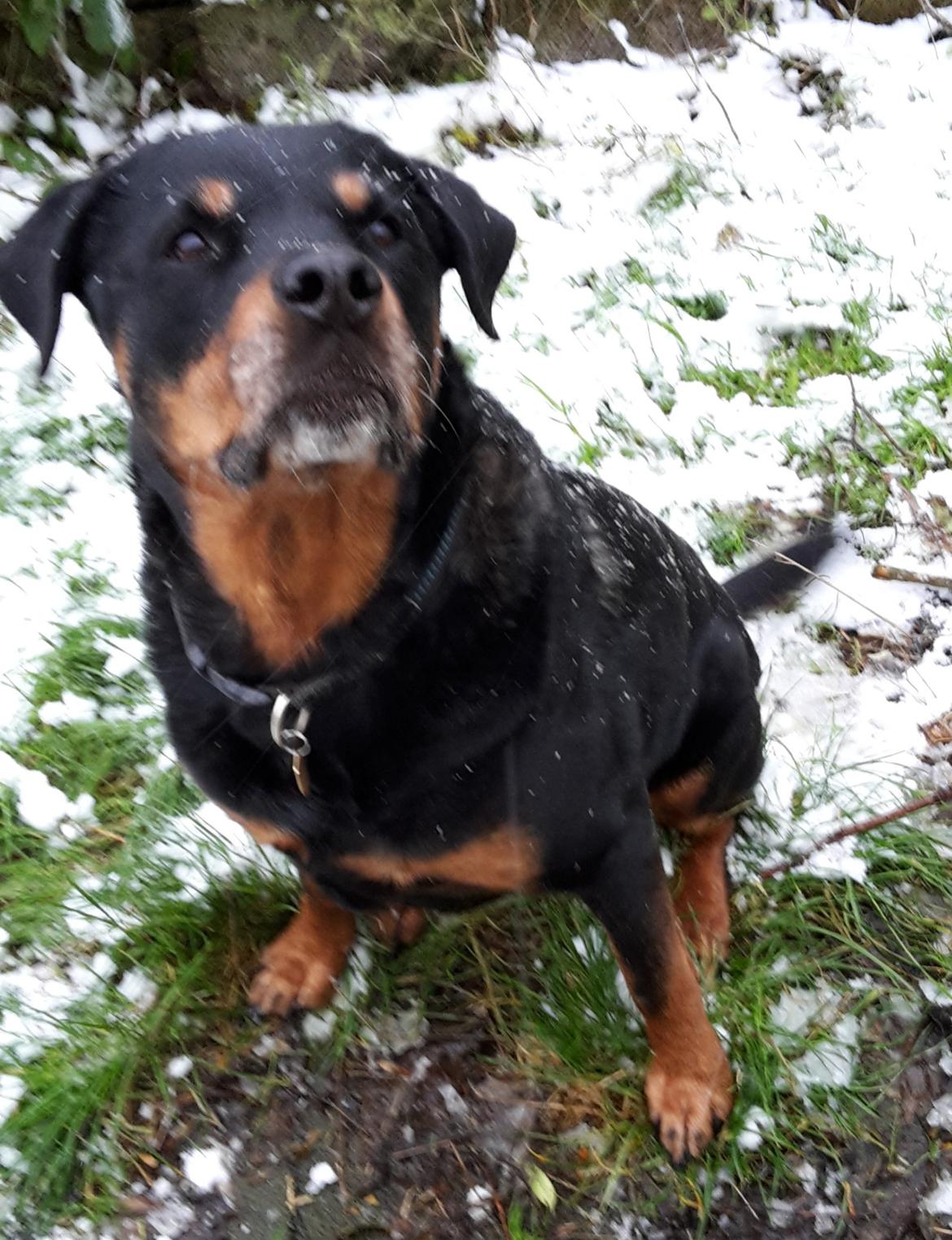 Rottweiler Leland de Sade-ness - Himmelhund billede 36