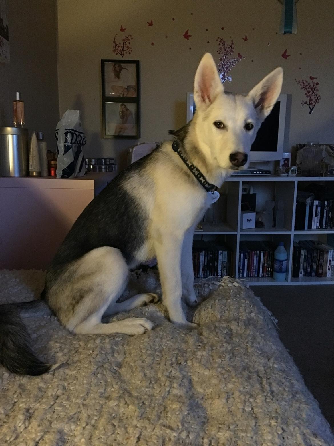 Alaskan husky Skæbnens Cille *RIP* billede 15