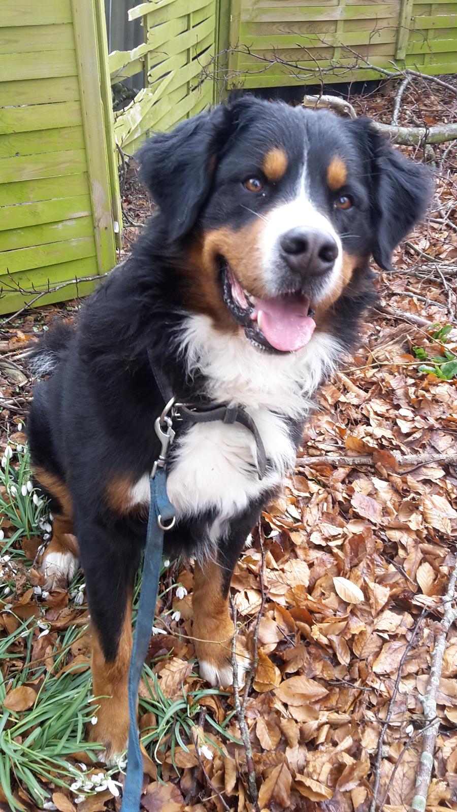 Berner sennenhund Balou - *NYT* Ude og gå tur ❤ billede 38