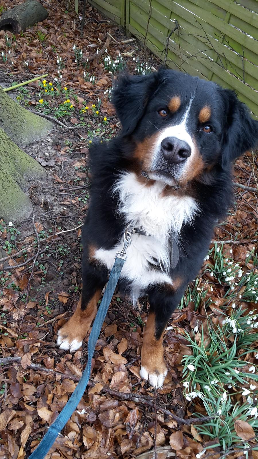 Berner sennenhund Balou - *NYT* Ude og gå tur billede 39