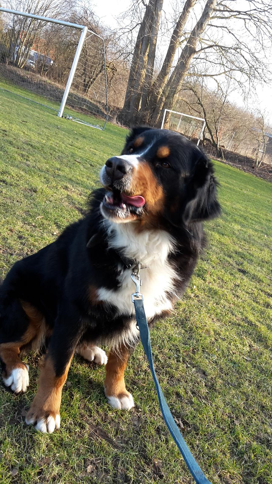 Berner sennenhund Balou - *NYT* Ude og gå tur mens man går sig charmerende ❤ billede 40