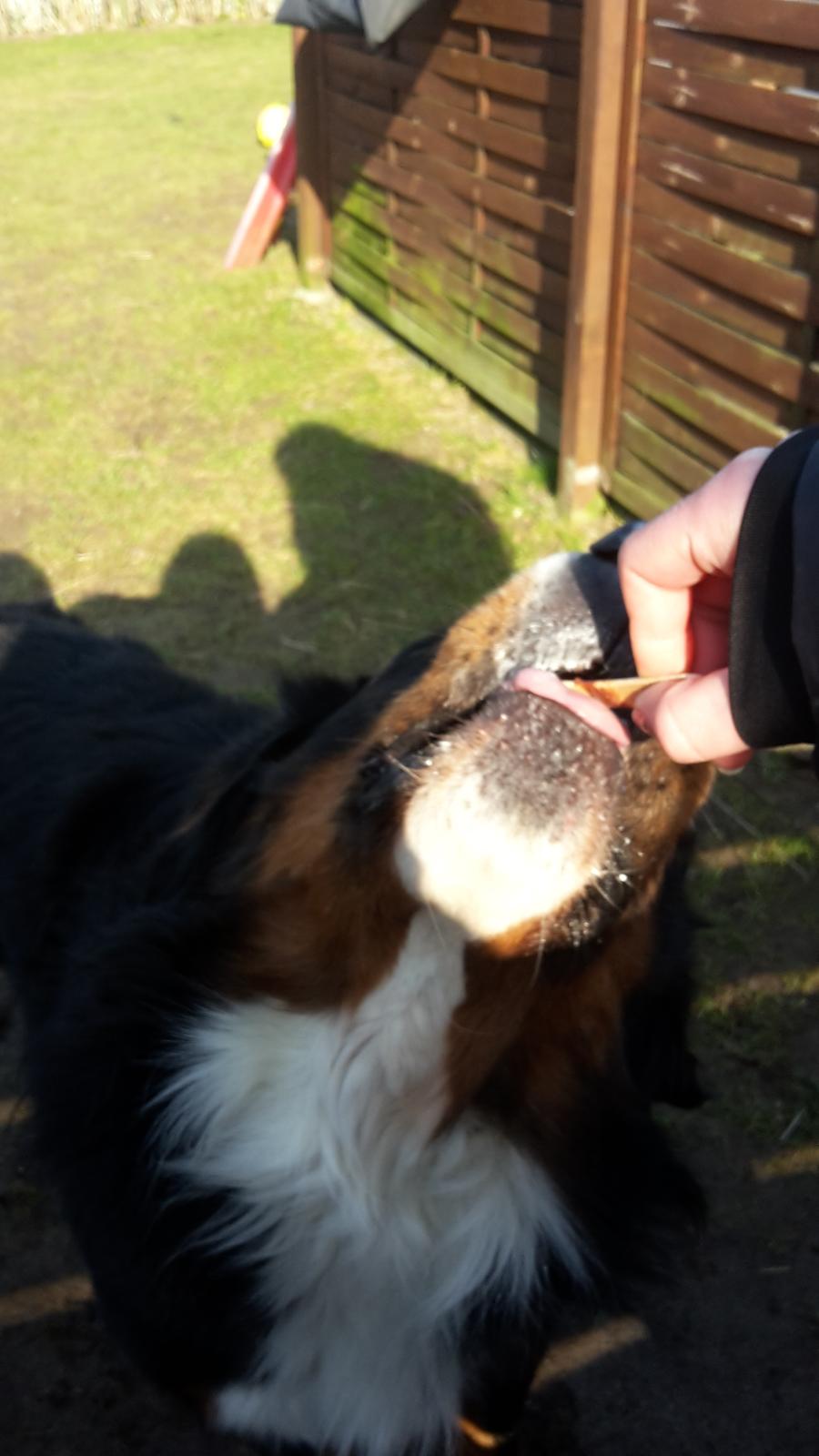 Berner sennenhund Balou - *NYT* spiser is i varmen ❤ billede 41