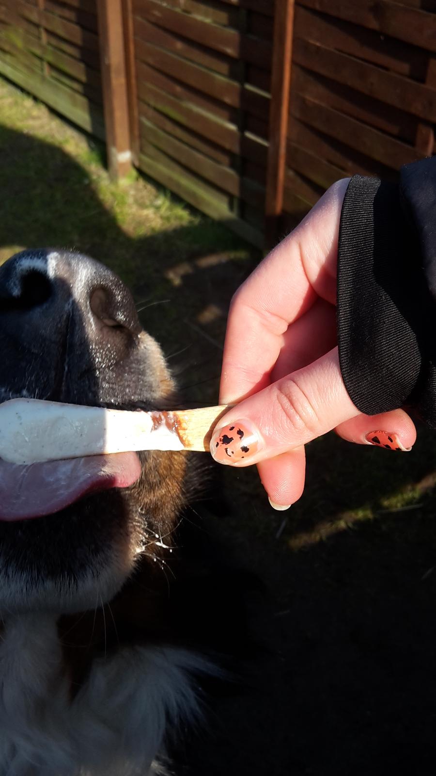 Berner sennenhund Balou - *NYT* spiser is i varmen ❤ billede 42