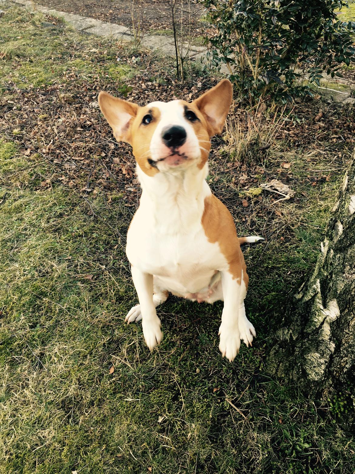 Blanding af racer Vega billede 2