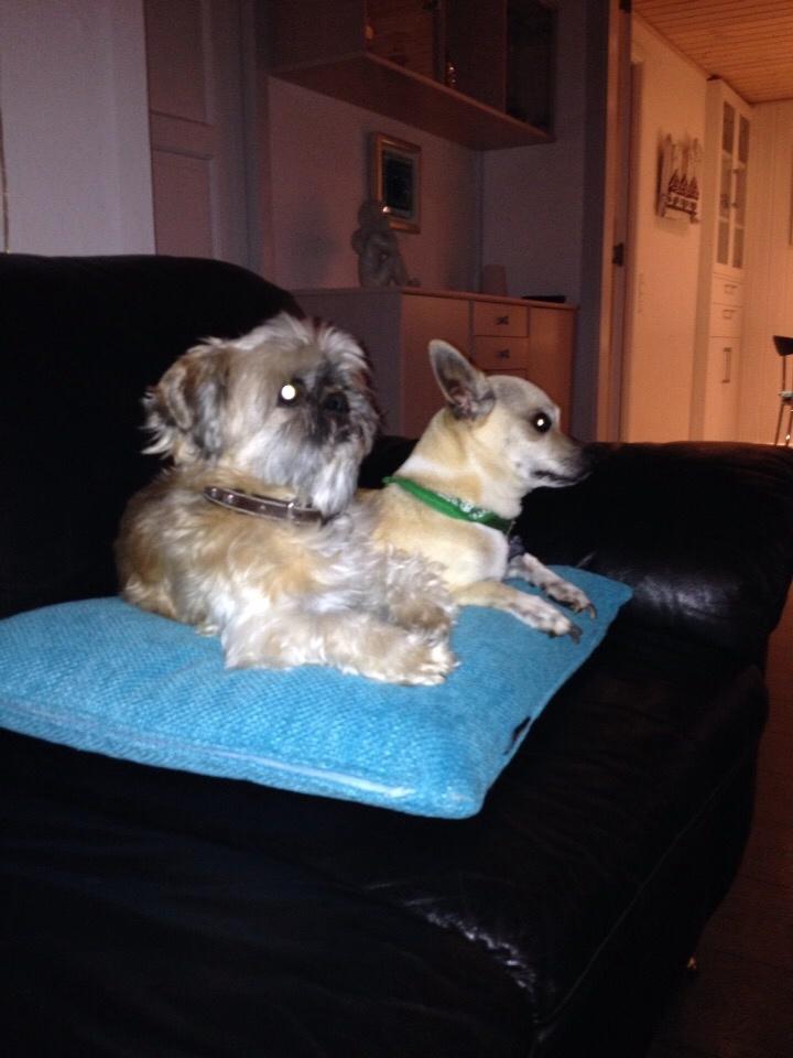 Shih tzu Futte billede 9