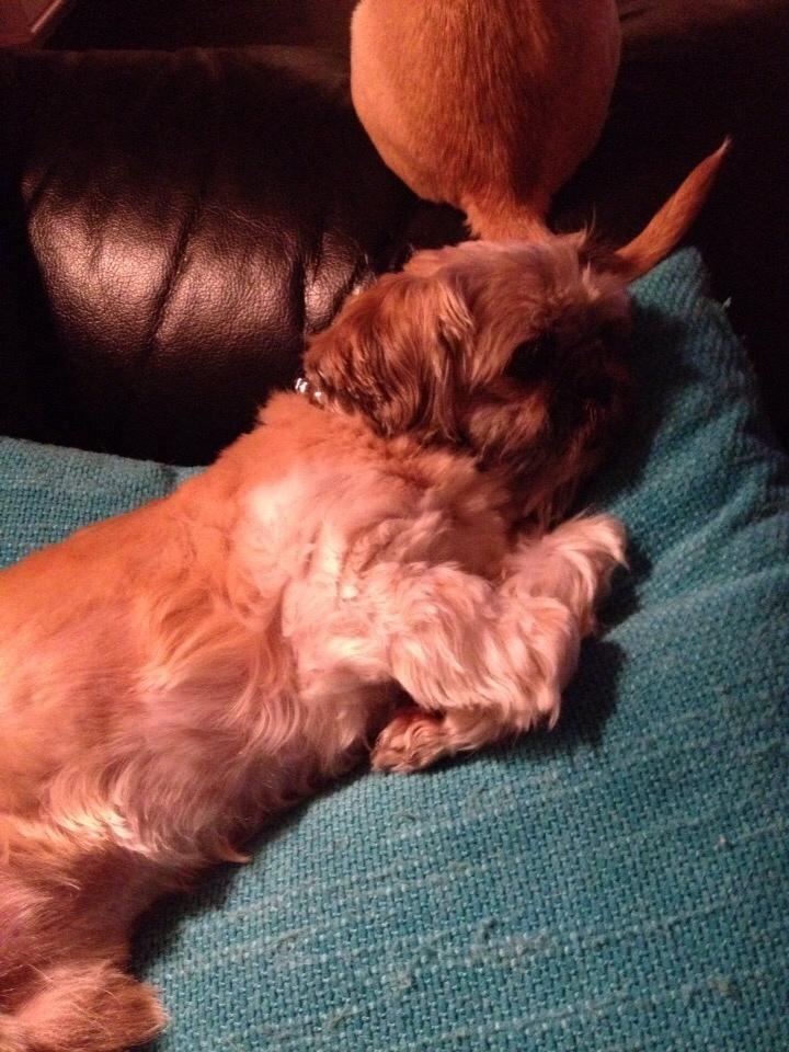 Shih tzu Futte billede 10