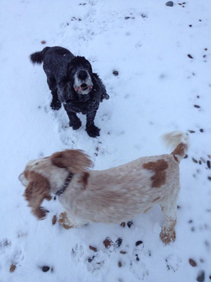 Cocker spaniel Gizmo billede 8