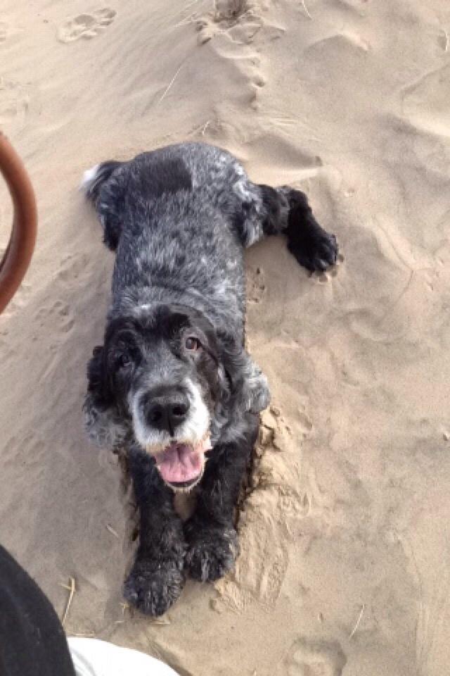 Cocker spaniel Gizmo billede 10