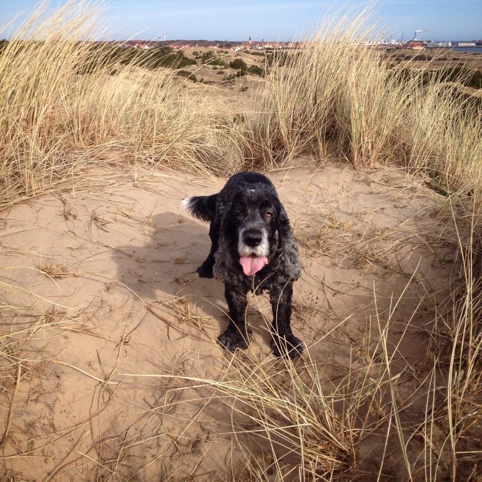 Cocker spaniel Gizmo billede 11