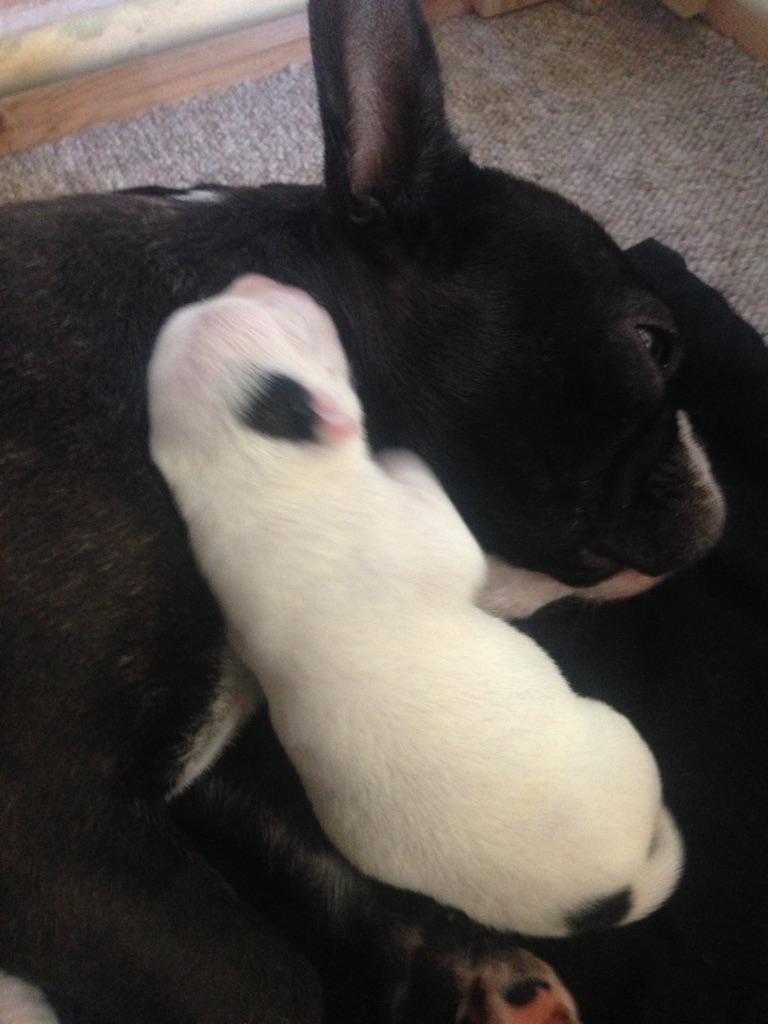 Blanding af racer Bertha  billede 4