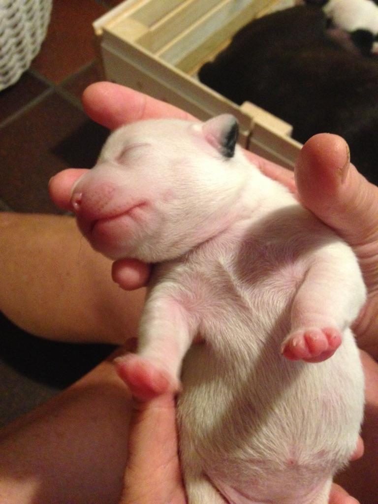 Blanding af racer Bertha  billede 6