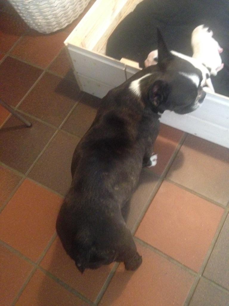 Blanding af racer Bertha  billede 9