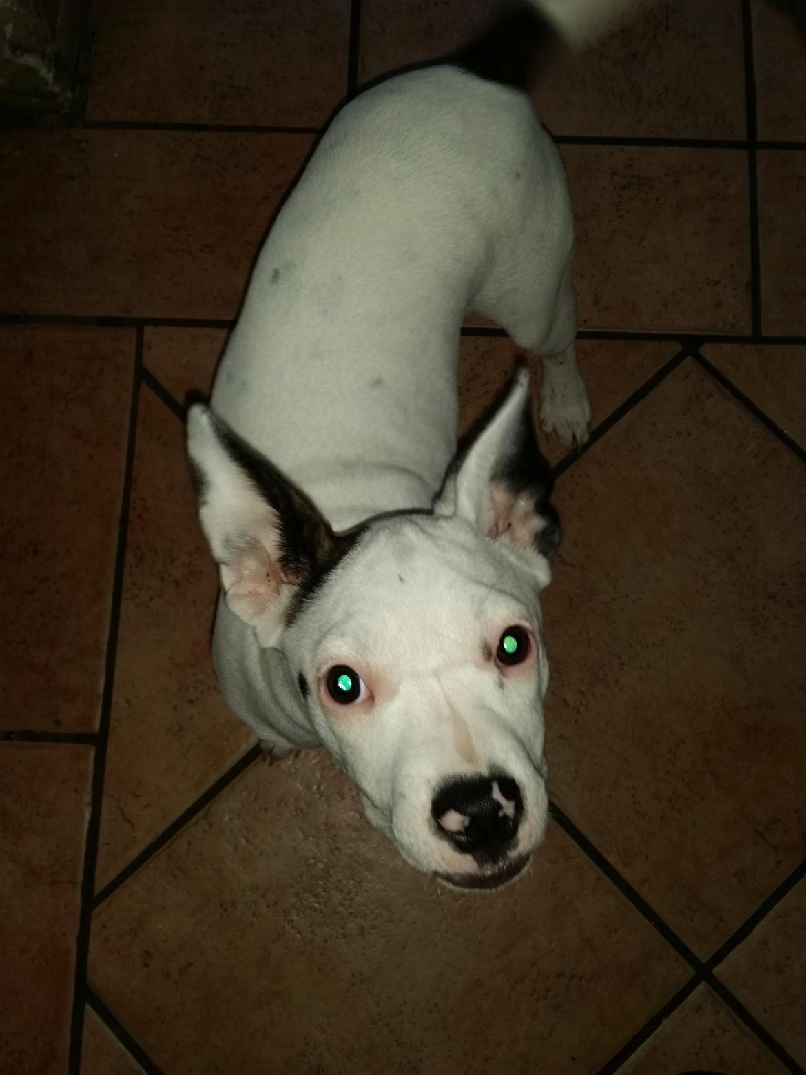 Blanding af racer Bertha  billede 19