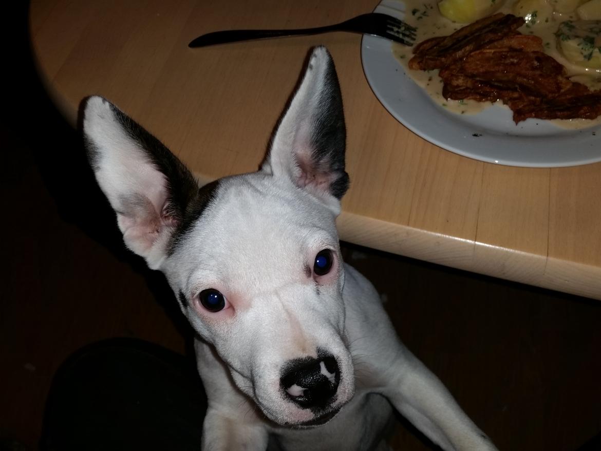 Blanding af racer Bertha  billede 18